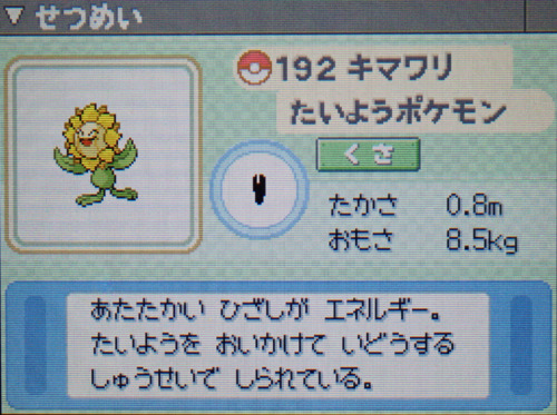 キマワリ プラチナ ポケモンずかん