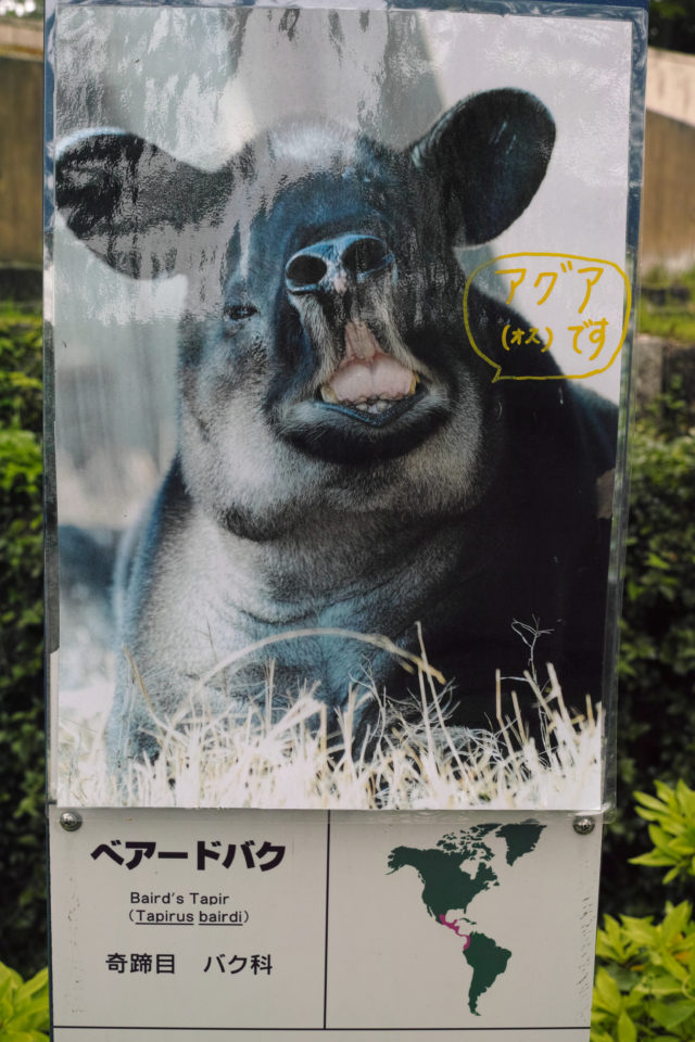 横浜市立金沢動物園のベアードバク・アグアくん