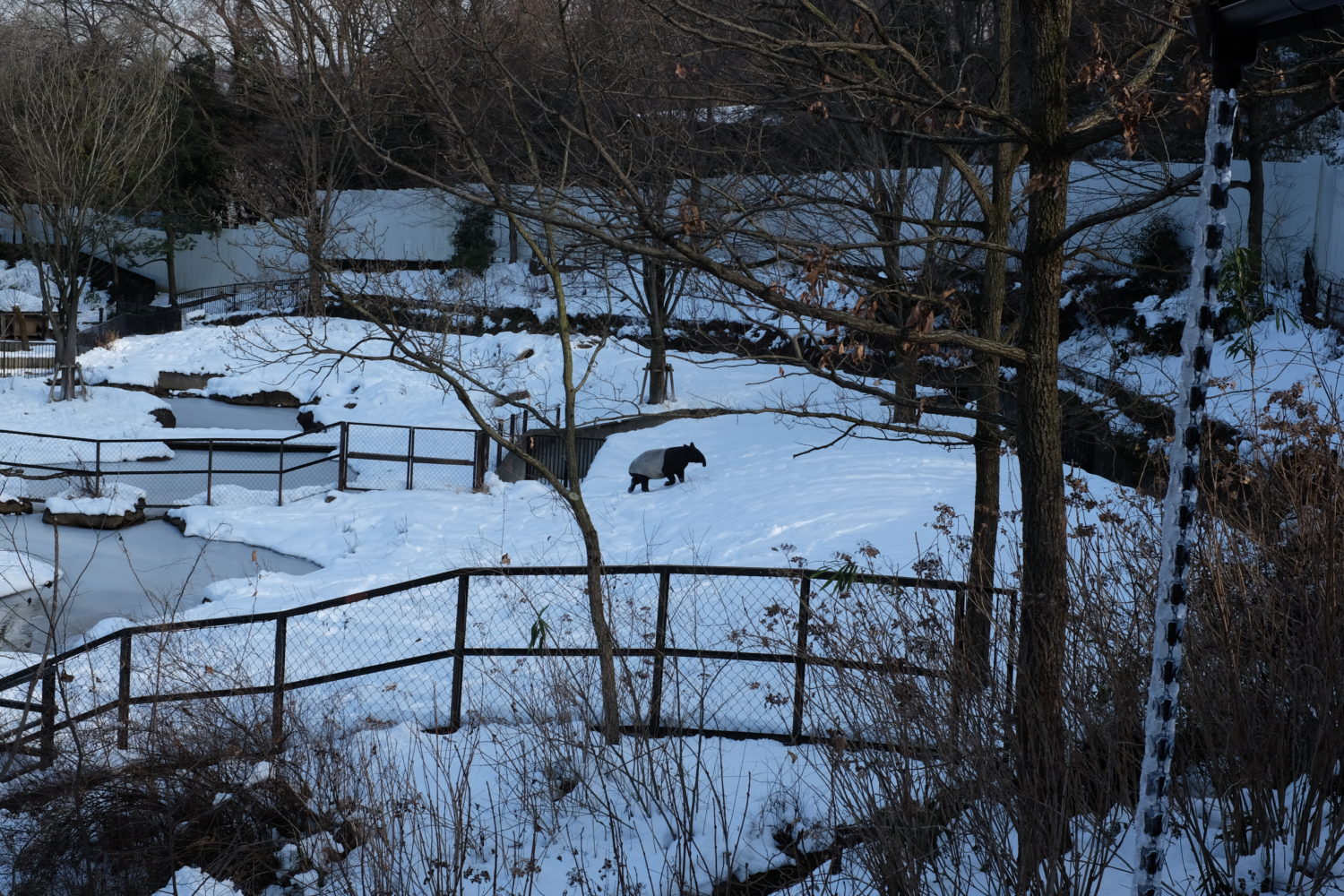 雪のバク（多摩動物公園）