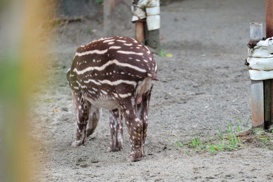 遊亀公園附属動物園でバクの赤ちゃん（ユウキくん）を撮影！