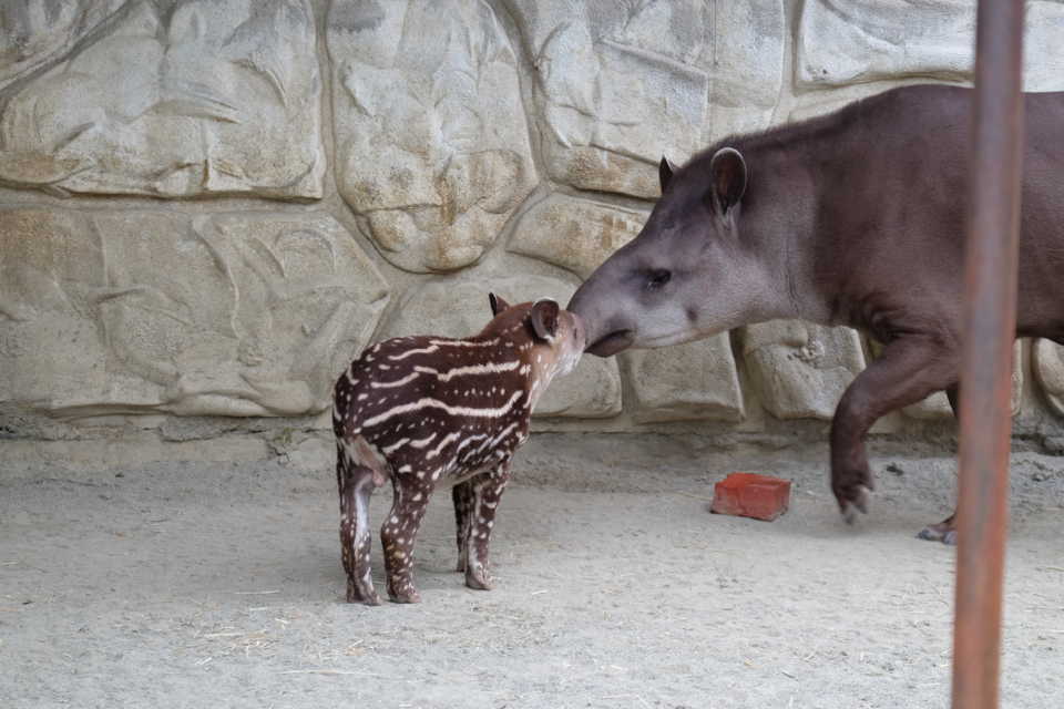 遊亀公園附属動物園でバクの赤ちゃん（ユウキくん）を撮影！