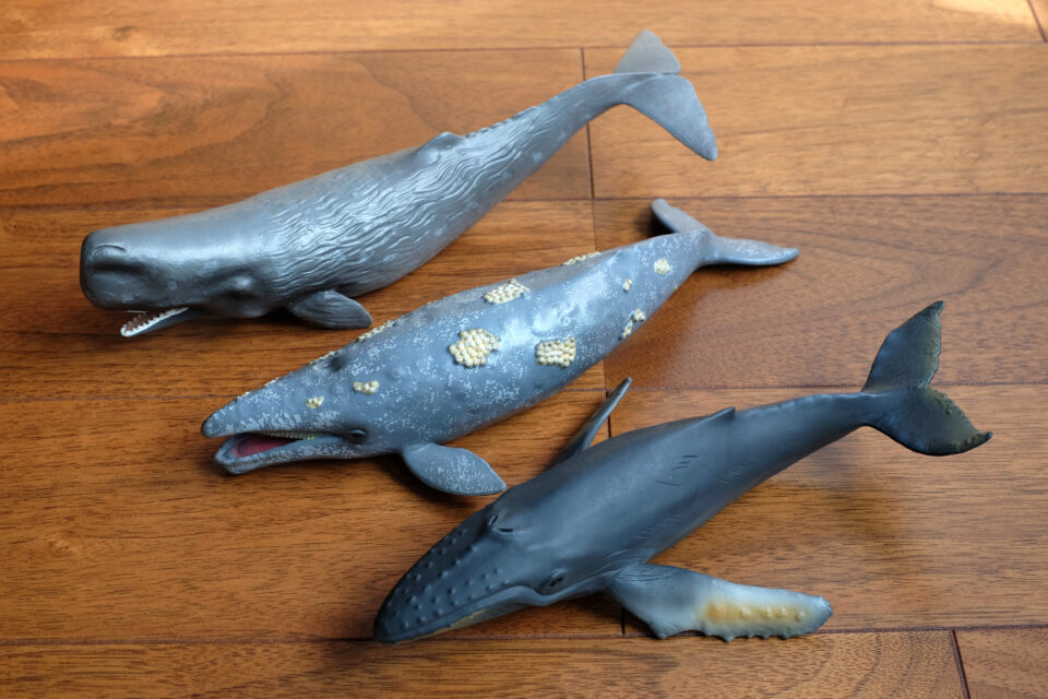 クジラのフィギュア（マッコウクジラ、ザトウクジラ、コククジラ）