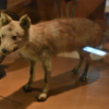国立科学博物館のニホンオオカミと剥製たち