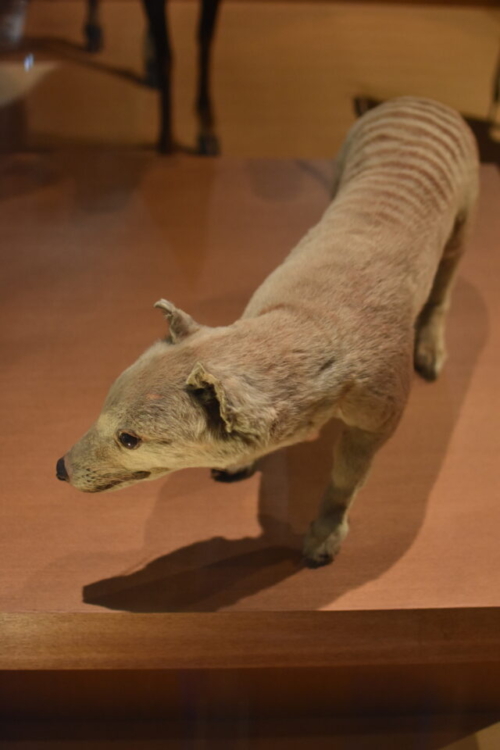国立科学博物館 タスマニアタイガー フクロオオカミ 剥製