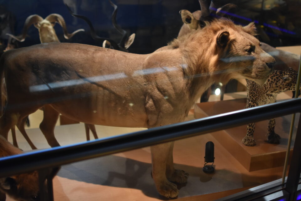 国立科学博物館 ライオン 剥製