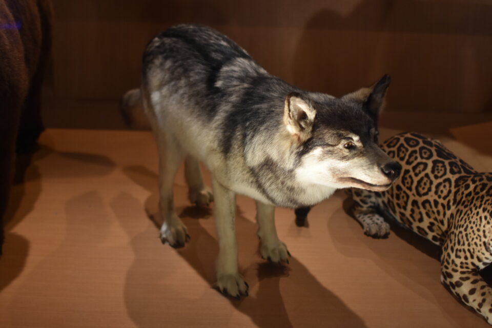国立科学博物館 ハイイロオオカミ 剥製