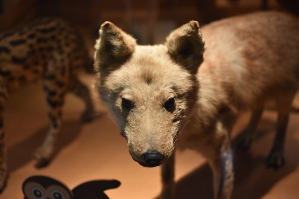 国立科学博物館 ニホンオオカミ 剥製