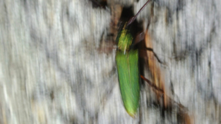 Thumbnail of post image 025