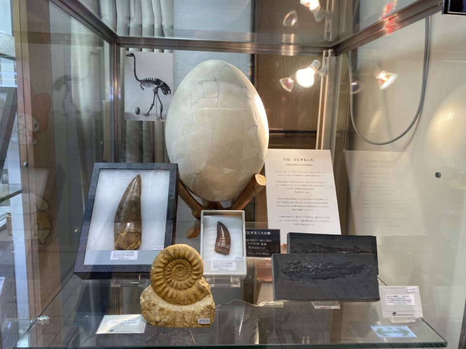 新宿紀伊国屋 化石・鉱物標本の店 東京サイエンス エピオルニスの卵