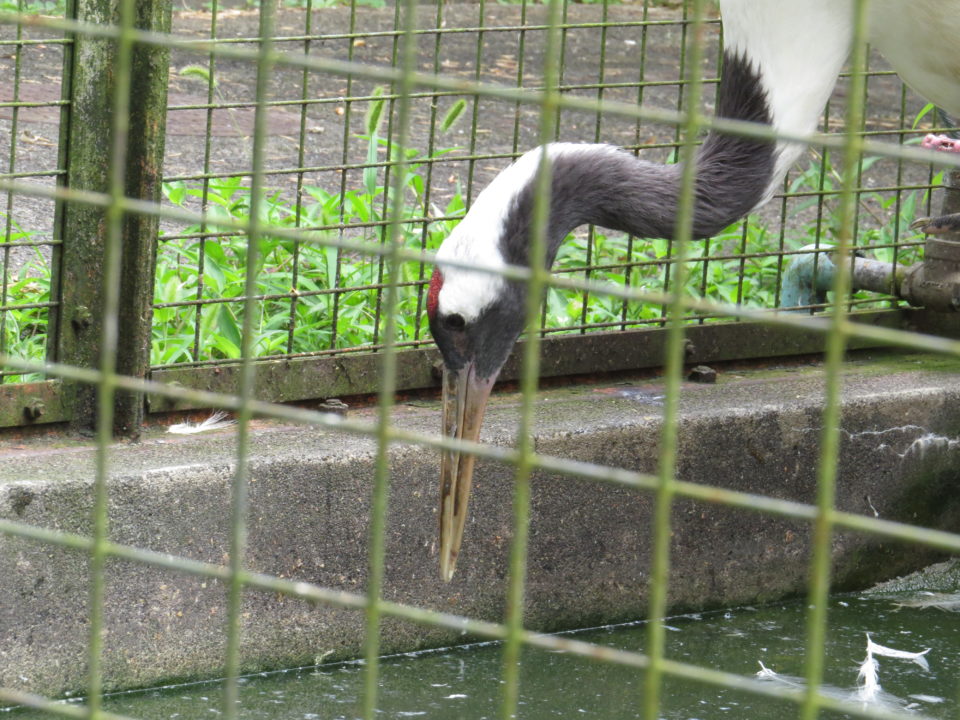 日本平動物園 タンチョウ