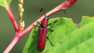 Thumbnail of post image 054
