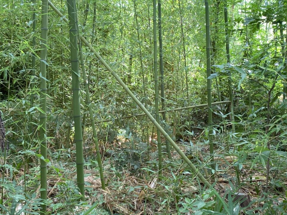 竹林