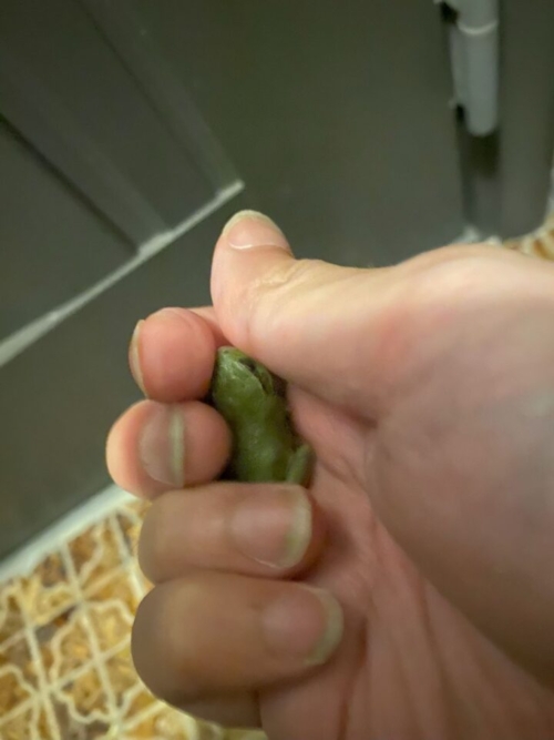 アマガエル
