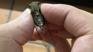 Thumbnail of post image 117