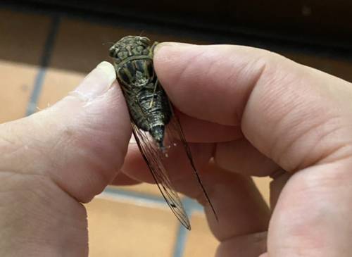 ツクツクボウシ