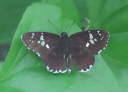 ダイミョウセセリ