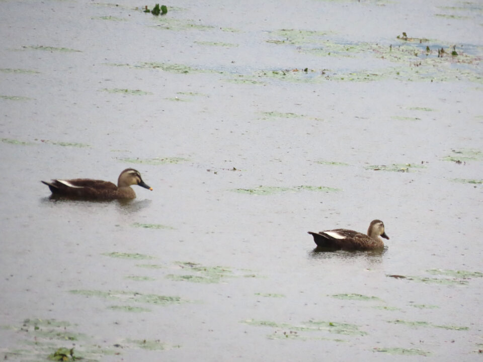 カルガモ 葛飾区水元公園