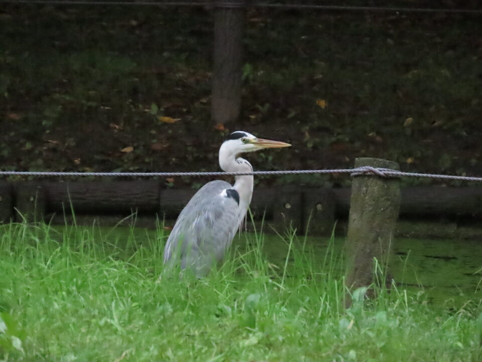 アオサギ 葛飾区水元公園