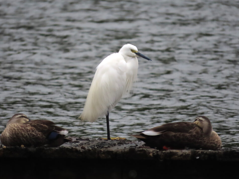 コサギ カルガモ 葛飾区水元公園