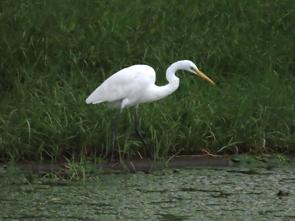 ダイサギ 葛飾区水元公園