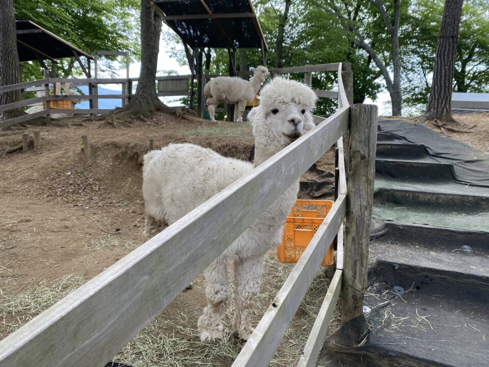 長野県一泊二日 湿原とカレーとアルパカの旅
