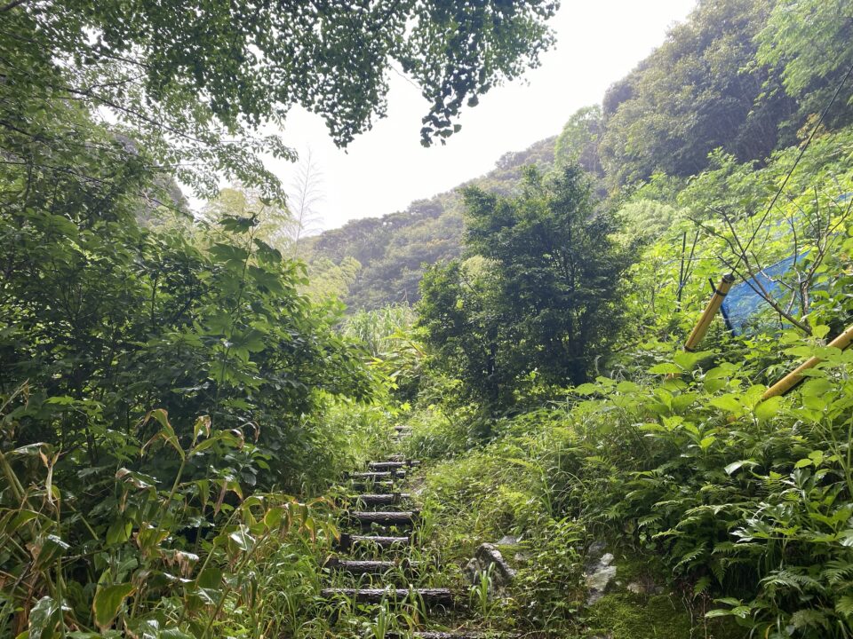 タンテイロの森 御蔵島