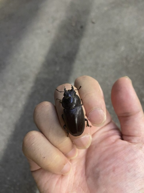 ノコギリクワガタ メス