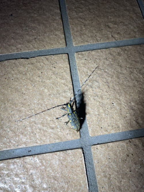 キボシカミキリ