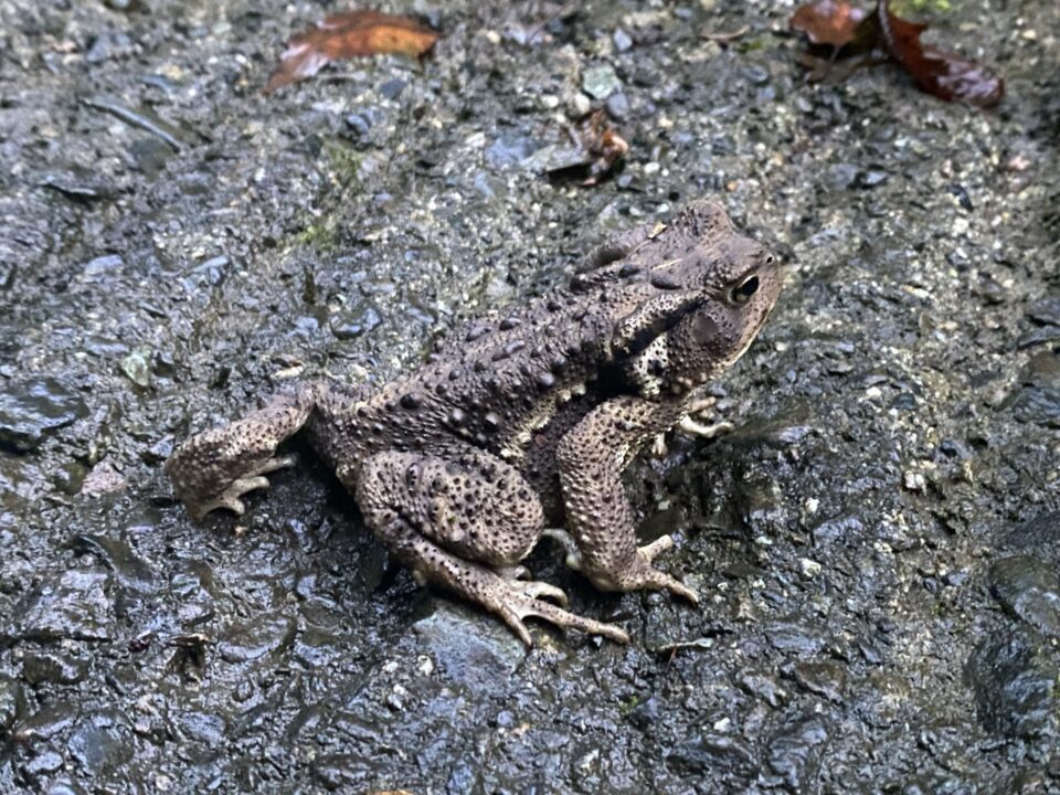 ヒキガエル 太良峠