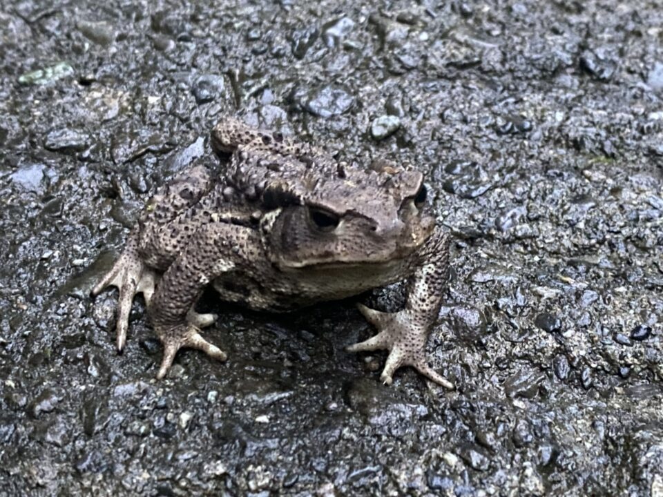 ヒキガエル 太良峠
