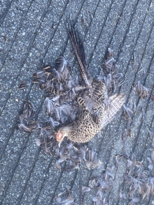 キジのメスの死体 太良峠