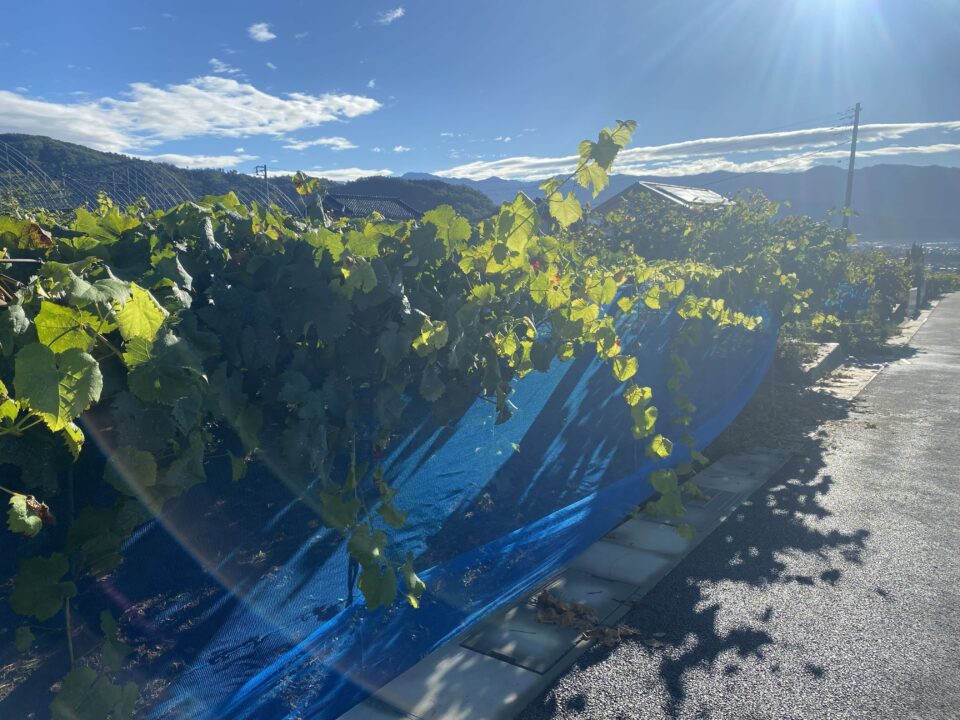 ぶどう畑 太良峠