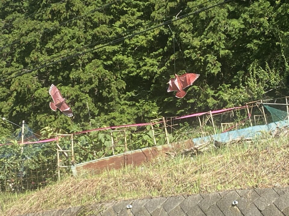カラスよけの凧 太良峠