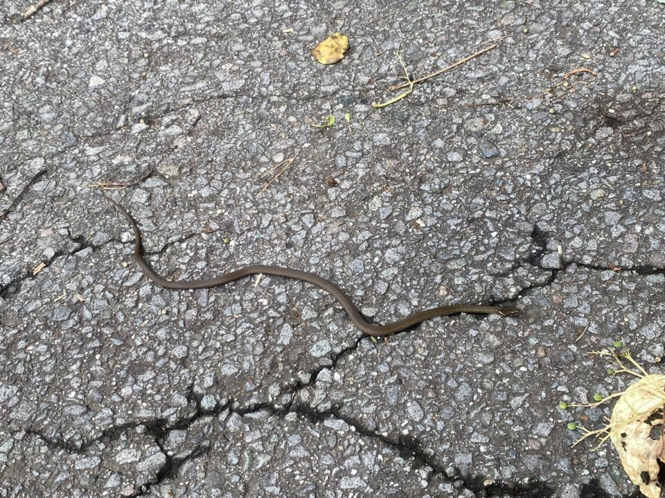 ヒバカリ 太良峠