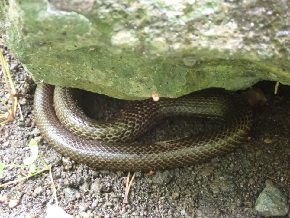 シマヘビ 御蔵島