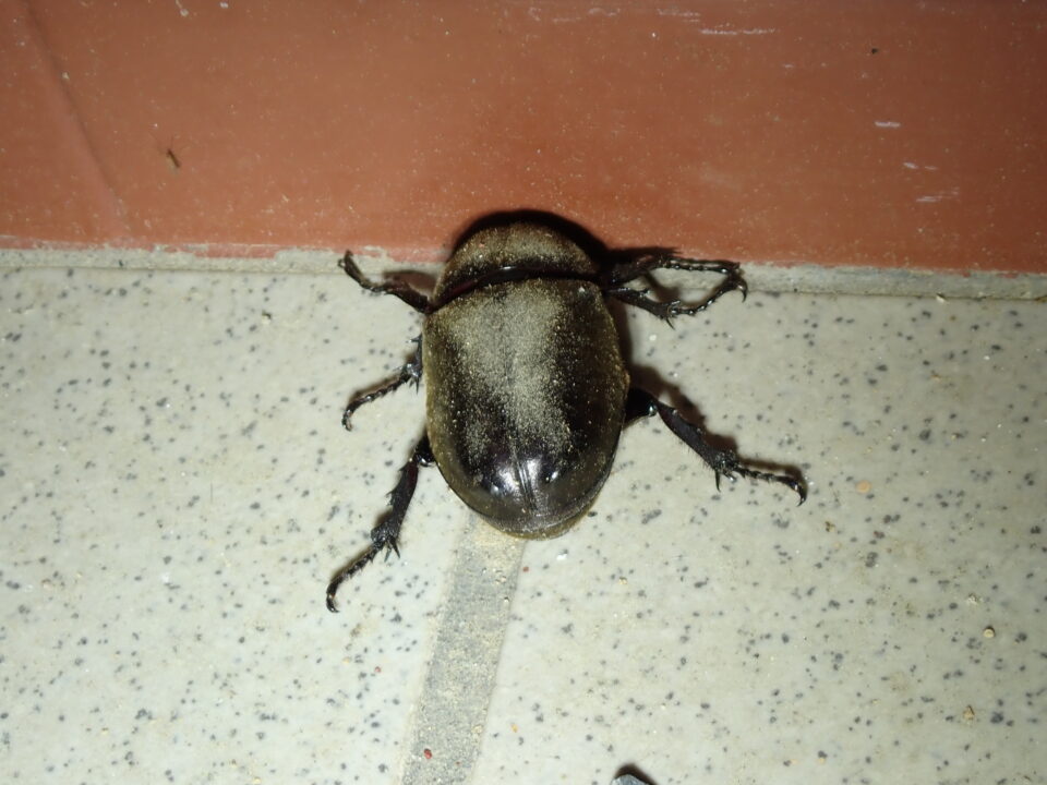 カブトムシ メス