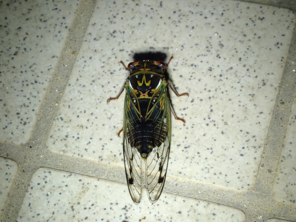 コエゾゼミ
