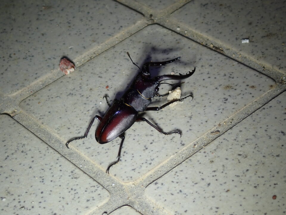 ノコギリクワガタ
