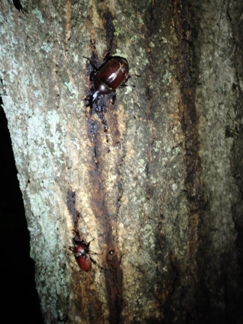 カブトムシ 樹液