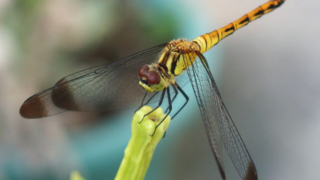 Thumbnail of post image 120