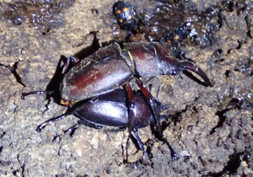ノコギリクワガタ 交尾