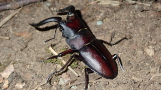 Thumbnail of post image 020