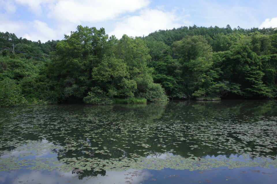 井富溜池