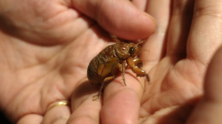 Thumbnail of post image 085