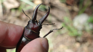 Thumbnail of post image 050