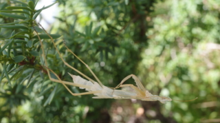 Thumbnail of post image 062