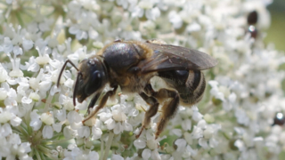 Thumbnail of post image 135