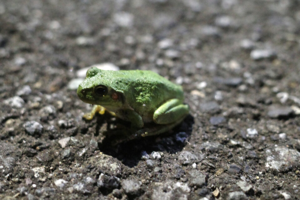アマガエル