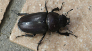 Thumbnail of post image 037