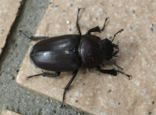 ノコギリクワガタ メス